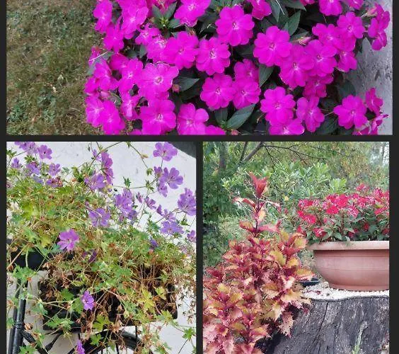 Le D'enya * Saint-Julien-en-Born